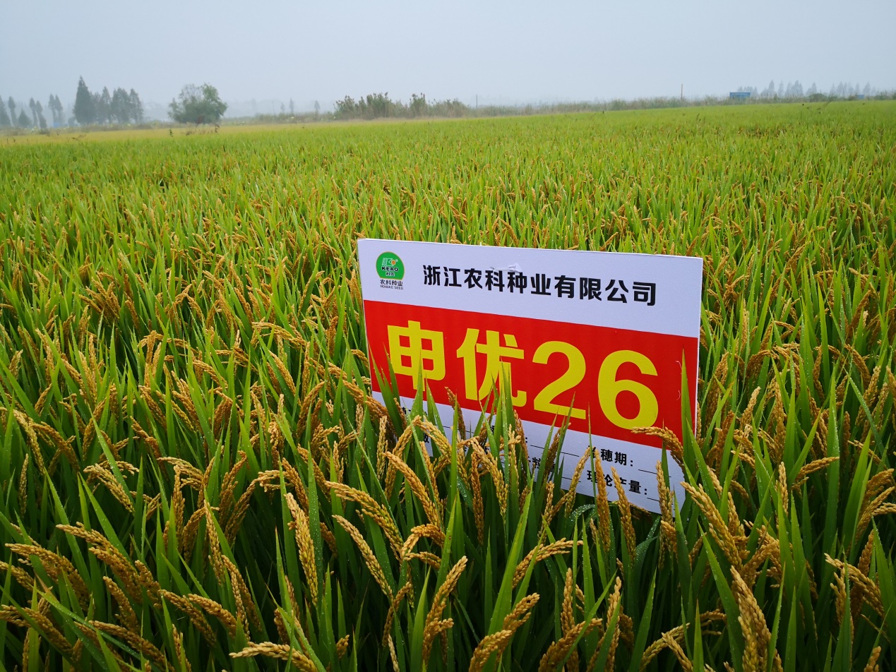 优质强优势杂交粳稻"申优26"召开皖,浙示范考察会_科技动态_新闻中心