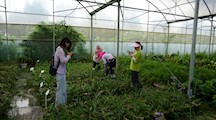 上海分中心赴南京虹彩花卉有限公司考察花卉品种资源