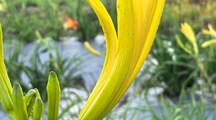 上海分中心参加黄花菜产业技术创新与发展研讨会