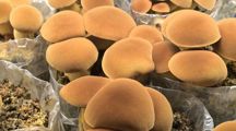 上海分中心有序推进中华腐生牛肝菌新品种DUS测试指南研制工作