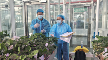 上海分中心持续参与草莓检疫隔离期同步DUS测试