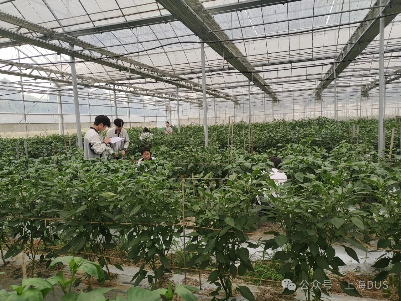 崇明5