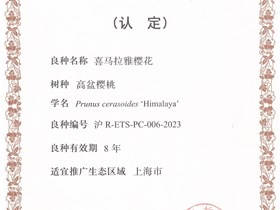 上海市林木良种认定-喜马拉雅樱花（2023）