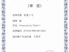上海市林木良种审定-夏蜜1号（水蜜桃）（2023）