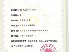 非主要农作物品种登记-沪晶梨18号（2019年）