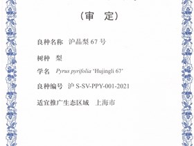 上海市审定-沪晶梨67号（2022年）