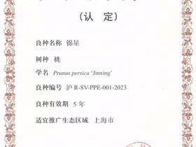 上海市林木良种认定-锦星黄桃（2023）