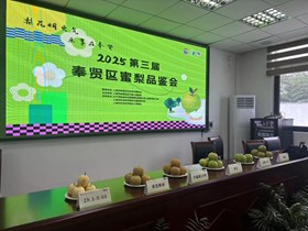 2025年第三届庄行蜜梨品鉴会圆满举办