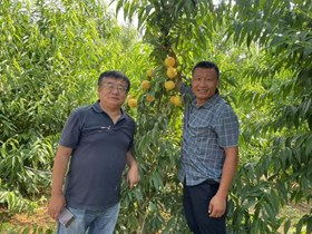 我院林果所科技人员赴苏鲁地区考察自育品种表现情况