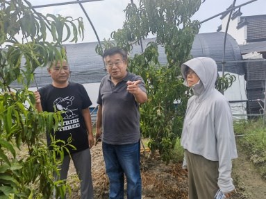 【先行区共建】林果所科技人员赴金山区桃园进行技术指导