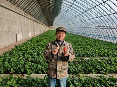 林果所新品草莓扎根戈壁，沪疆协作结硕果　 