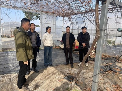 光明食品集团上海农场一行赴庄行果树区考察交流