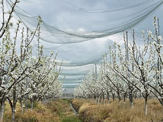 梨省力化建园与省力化树形培育