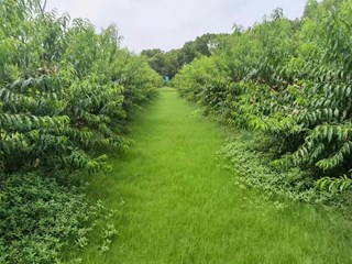 桃省力化绿色高效栽培技术