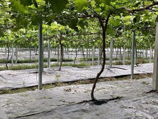 设施葡萄绿色高效全产业链生产集成技术