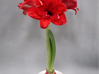 朱顶红蜡球年宵花工艺