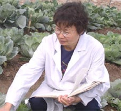 朱玉英　研究员　叶菜内蔬菜新品种选育、栽培