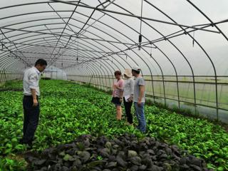 园艺研究所青菜课题组赴奉贤区扬升蔬菜种植地助力乡村振兴