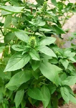 43d525c4d6f44f77b4ac3263dae7894c.png 43d525c4d6f44f77b4ac3263dae7894c.png