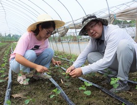 【先行区共建】园艺所科研人员赴金山指导菜用大豆栽培生产