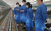 【先行区共建】黄羽肉鸡育种团队赴金山区开展瓢鸡繁育技术指导工作