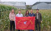 【先行区共建】“科创中国”长三角鲜食玉米产业服务团赴金山区鲜食玉米示范基地开展技术指导