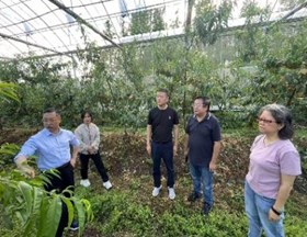 【先行区共建】林果所科技人员赴金山区特色桃新品种示范基地对接交流