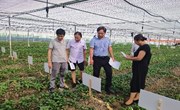 【先行区共建】金山区夏季耐热青菜新优品种试验示范展示会成功召开