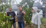 【先行区共建】林果所科技人员赴金山区桃园进行技术指导