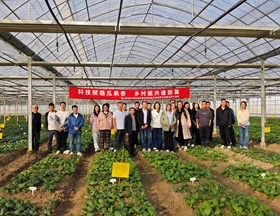 【先行区共建】科技赋能绿叶蔬菜生产 专家下基地助力乡村振兴