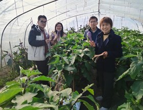 【先行区共建】园艺所茄子课题组科技人员赴松江、金山开展调研及技术指导