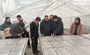 【先行区共建】园艺所茄子课题组赴松江、金山开展茄子耐低温专项调研及品种考察工作