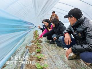 【上海乡村振兴】园艺所科技人员赴浦东新区开展甜瓜田间调研及技术指导