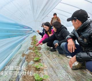 【上海乡村振兴】园艺所科技人员赴浦东新区开展甜瓜田间调研及技术指导