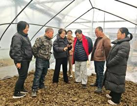 【先行区共建】西甜瓜创新团队赴金山开展早春西瓜种植技术指导