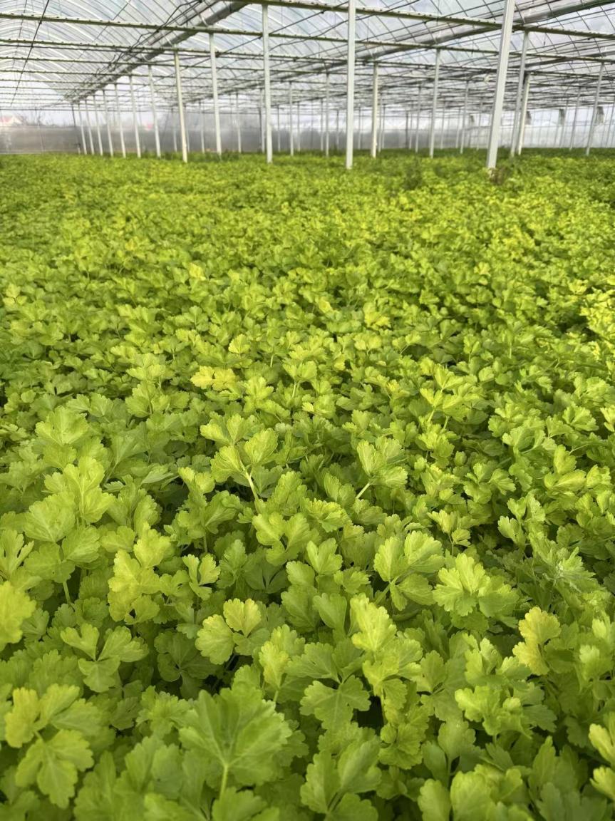 4ad4f2d495015c1d251fa923c2a49443