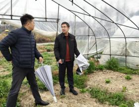 【先行区共建】园艺所科研人员赴金山朱泾镇慧农村开展毛豆栽培指导