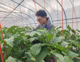 园艺所-肖凯（2026-2027年度助跑计划培养人选）