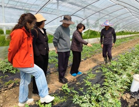 【先行区共建】西甜瓜专家团队赴金山开展技术指导