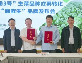 【先行区共建】“生菜芯片”落地金山廊下 “缤纷3号”完成成果转化