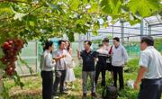 【先行区共建】林果所葡萄团队赴金山开展技术指导 深化产学研合作交流