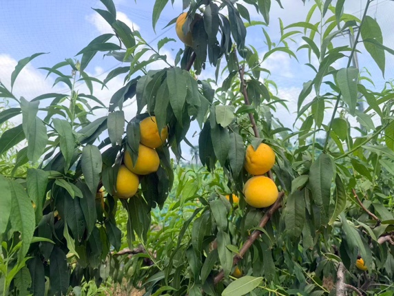 树枝上站着水果

AI 生成的内容可能不正确。