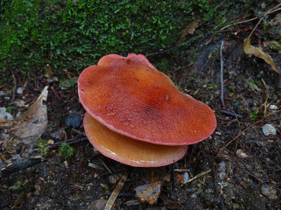 东方牛舌菌
