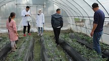 我院生态所青年科技人员应邀为我市草莓种植户作技术指导