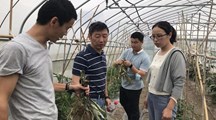【先行区共建】生态所植物病理团队赴金山区开展乡村振兴技术服务和调研