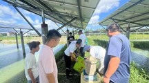 【先行区共建】生态所科技人员赴金山基地开展光伏池塘黄鳝养殖技术指导