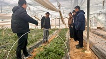 深研果蔬种植难题 协同防控护航产业——生态所专家赴浦东新区开展番茄和黄瓜种业资源、种植技术及病害防控专项调研