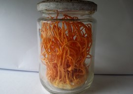 沪丰1号蛹虫草新品种