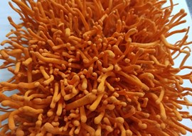 沪丰3号蛹虫草