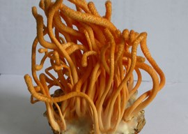 沪涵1号蛹虫草新品种